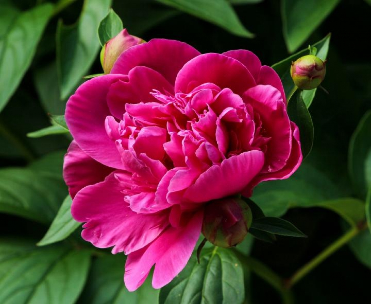 are peony flowers poisonous to dogs