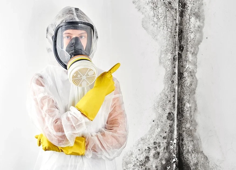 EverDry Waterproofing - Columbus — Mold Remediation Services