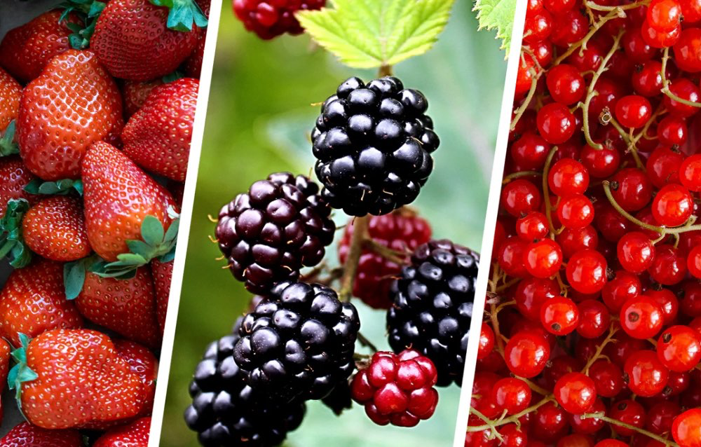 פירות יער וקלופים