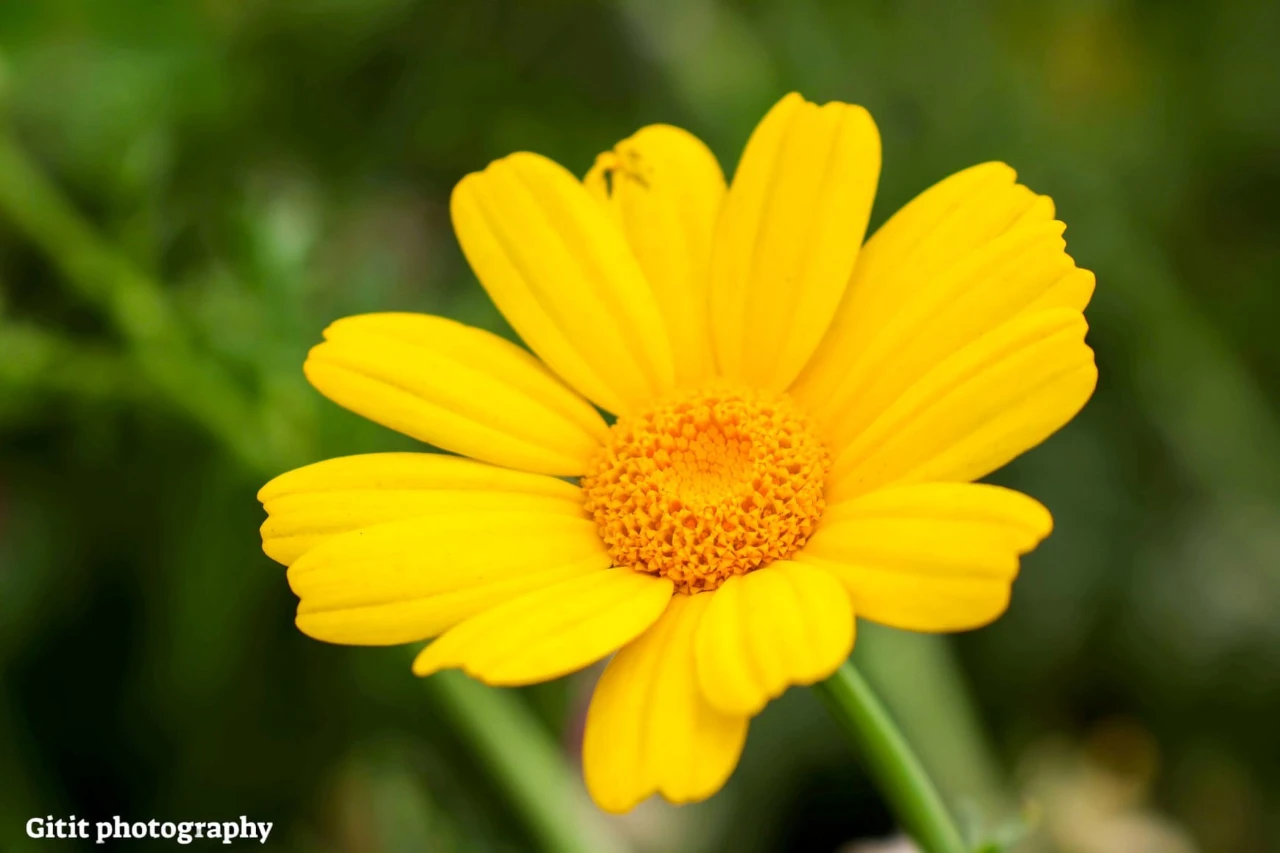בלוג ומאמרים