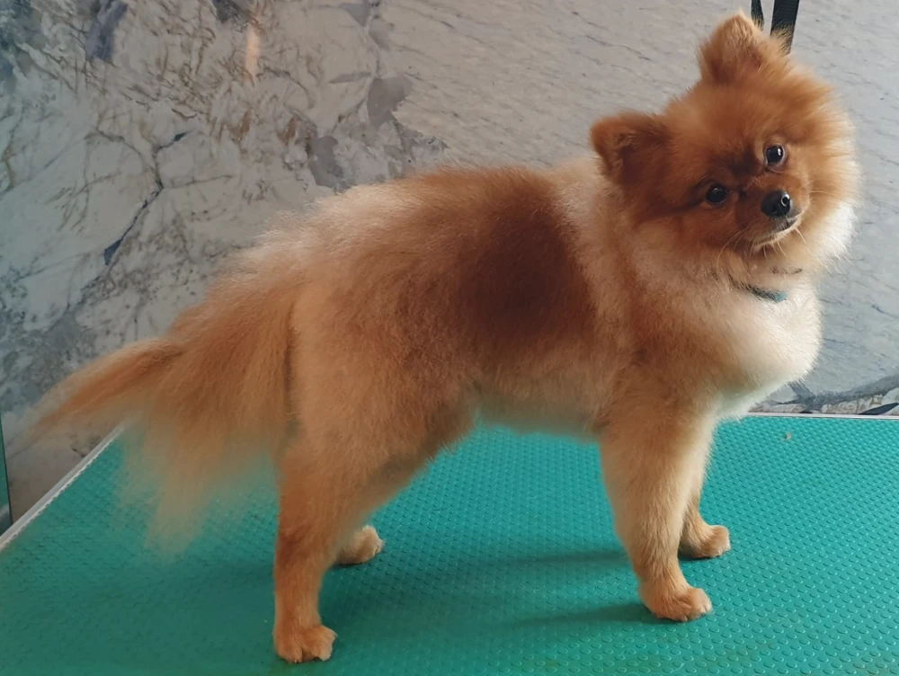 תספורות וסטייל