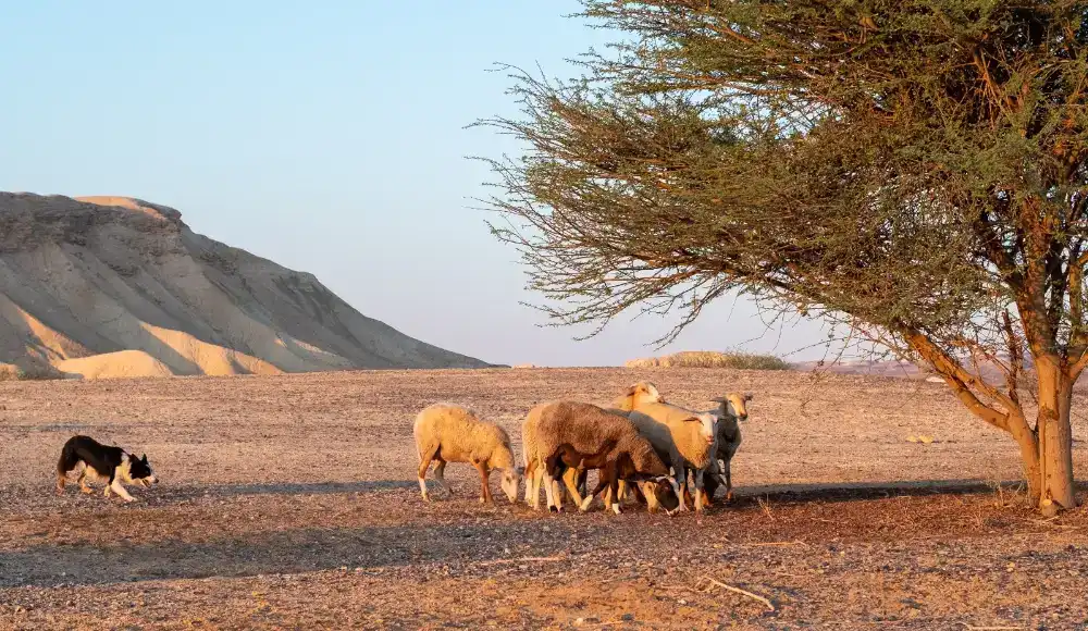 שירותי העסק