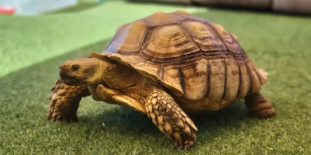 שירותי העסק