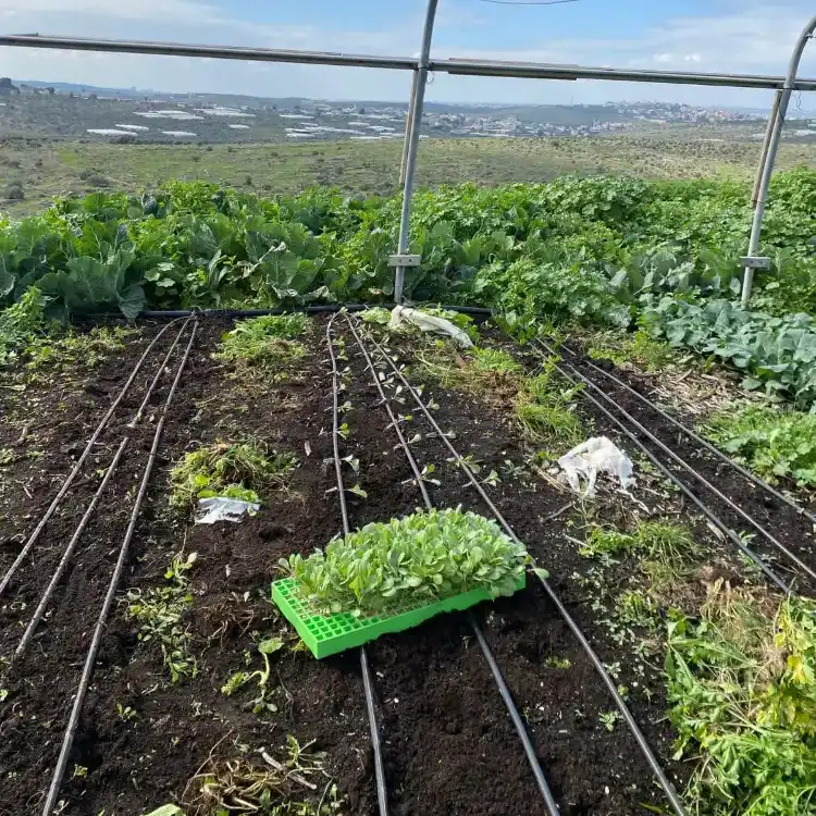 גלריה תמונות