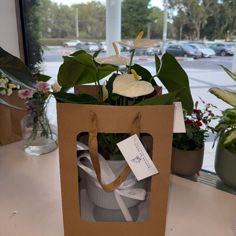 עציצים | סחלבים