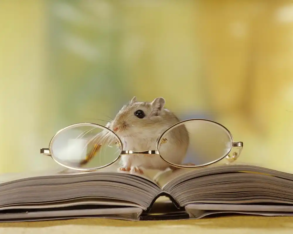 בלוג ומאמרים