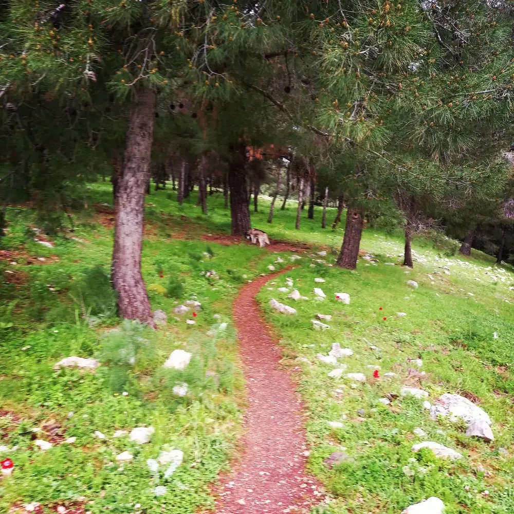 היער הקסום בעמוקה 