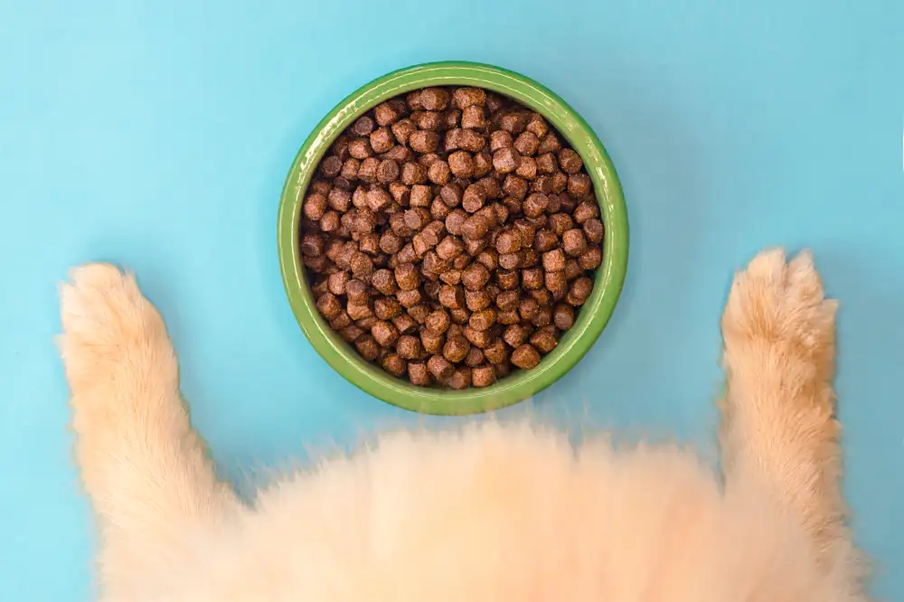 אוכל לכלבים