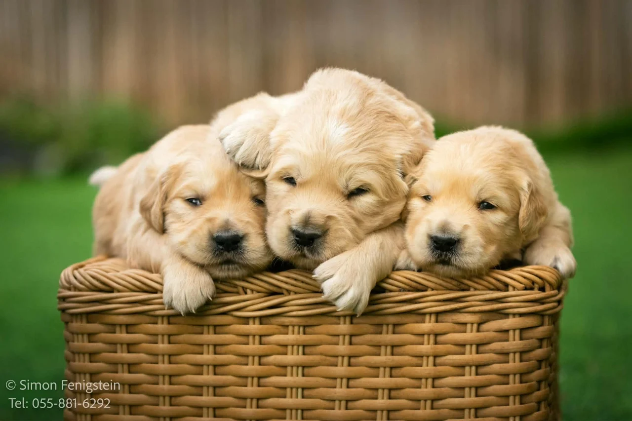 חבילות צילום