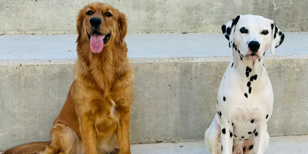 השירותים שלי