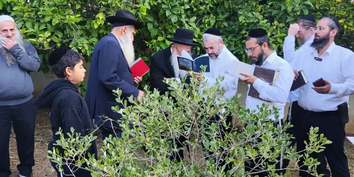 ברכת האילנות בכוונות 