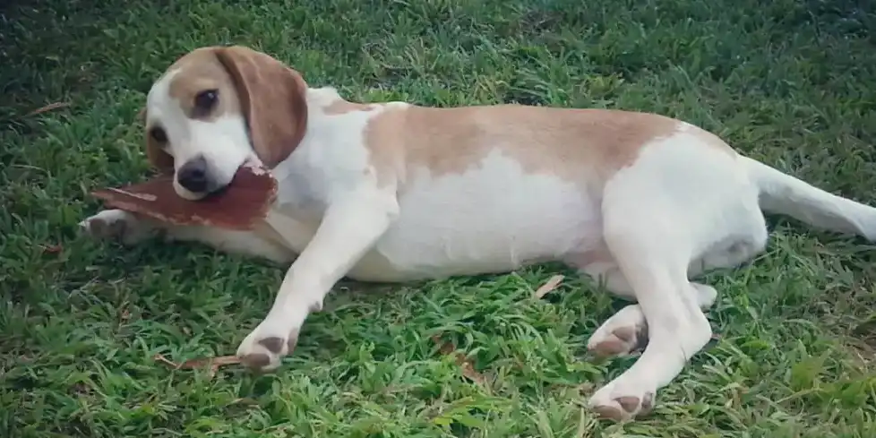 שירותי העסק