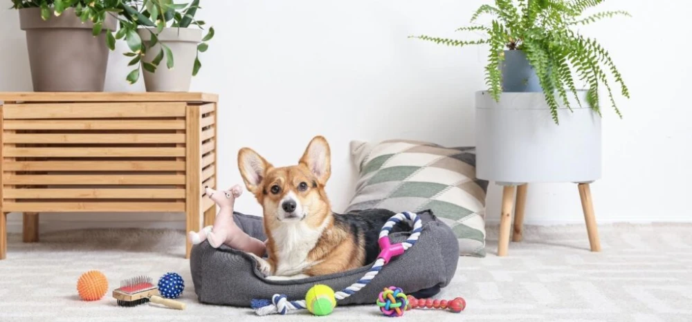 אקססוריז לכלבים