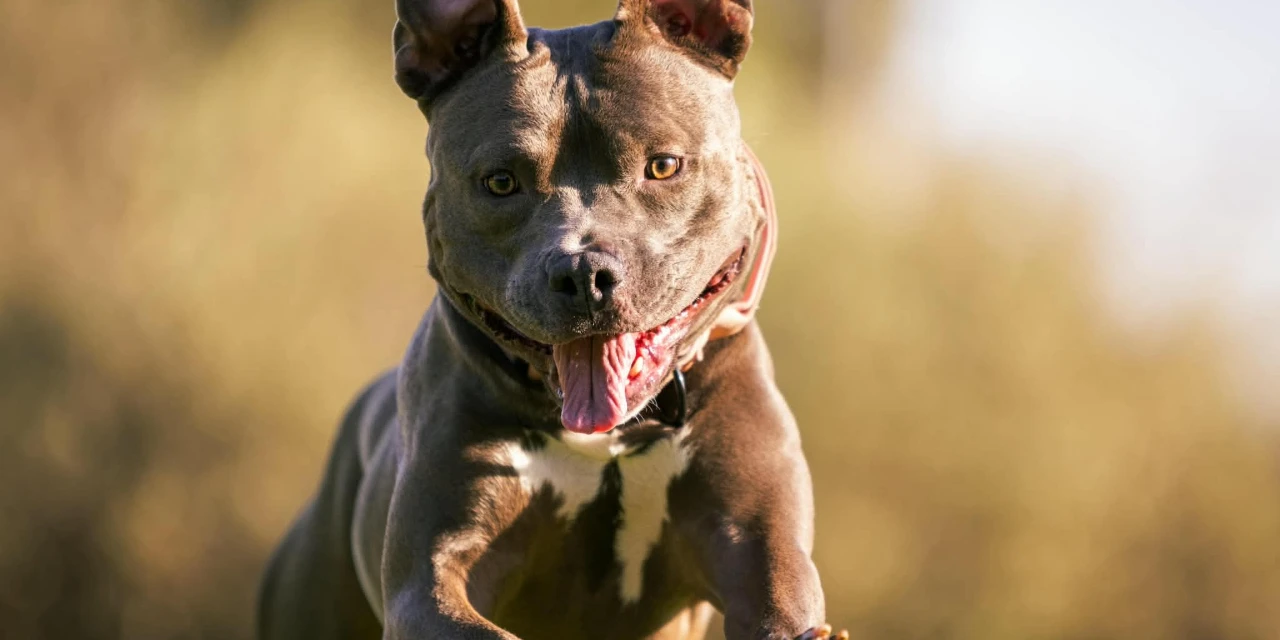 בלוג ומאמרים