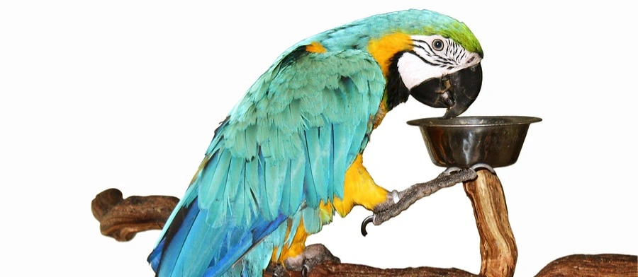 אוכל לתוכים ובעלי כנף