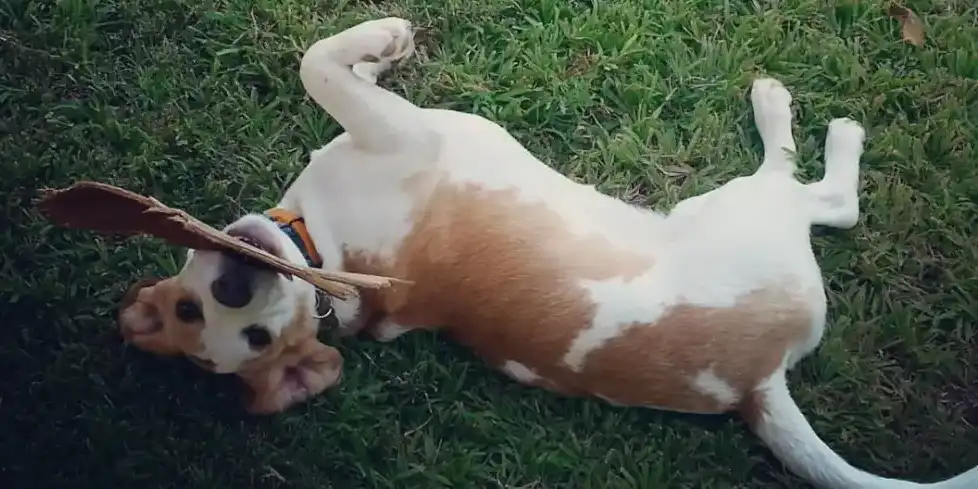 בלוג ומאמרים