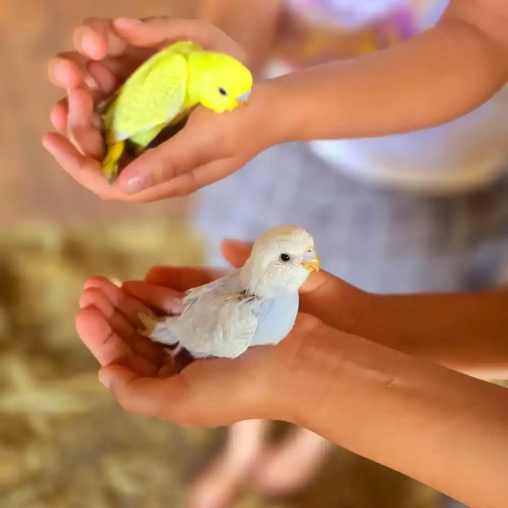 גלריית תמונות