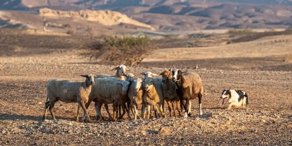 בלוג ומאמרים
