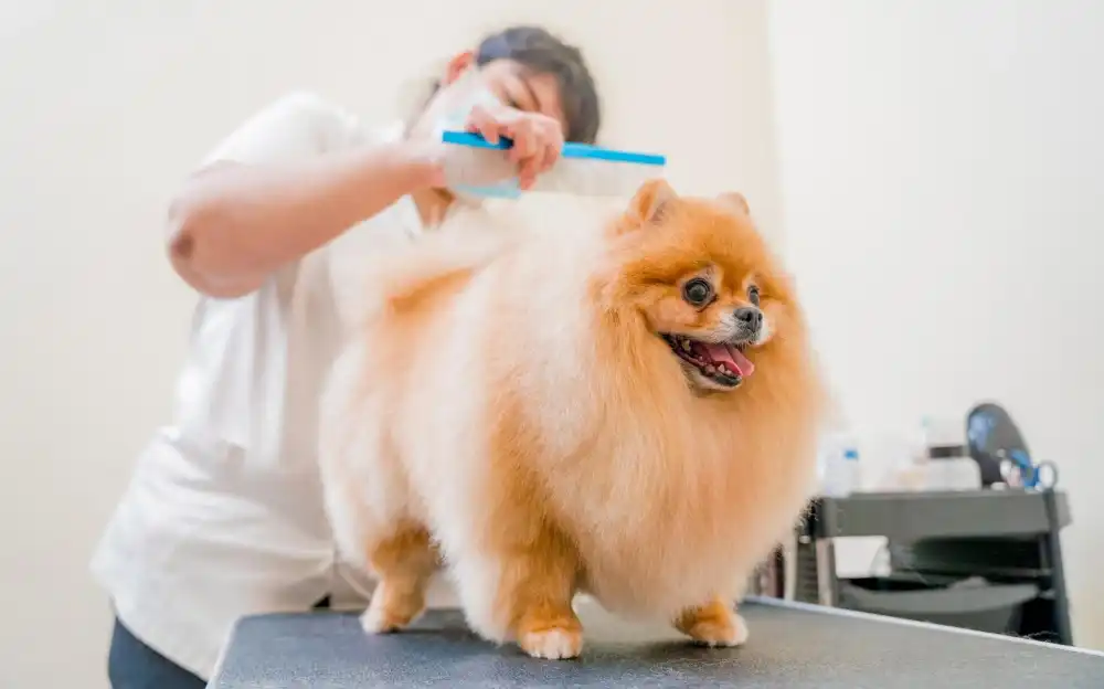 שירותי העסק