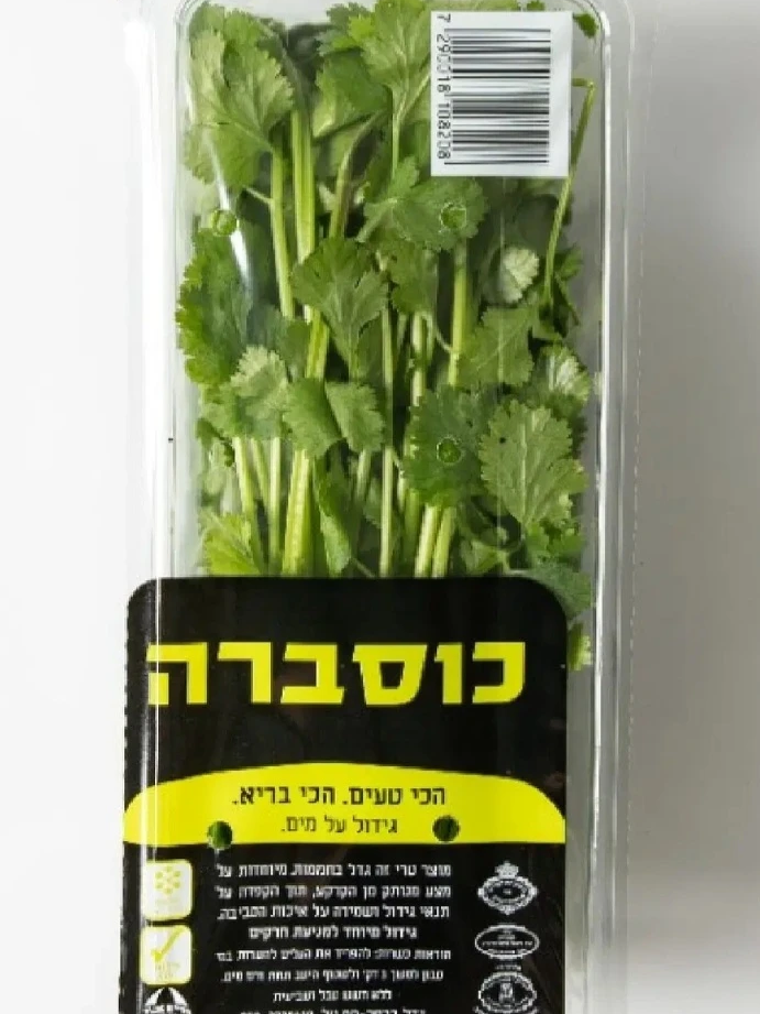 כוסברה