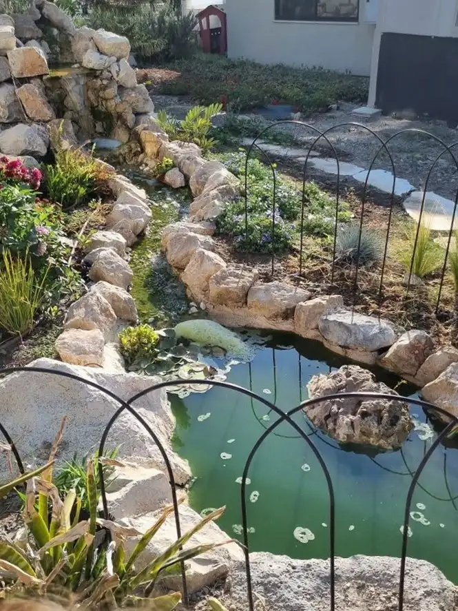 בניית בריכות נוי ומפלי מים בהתאמה אישית