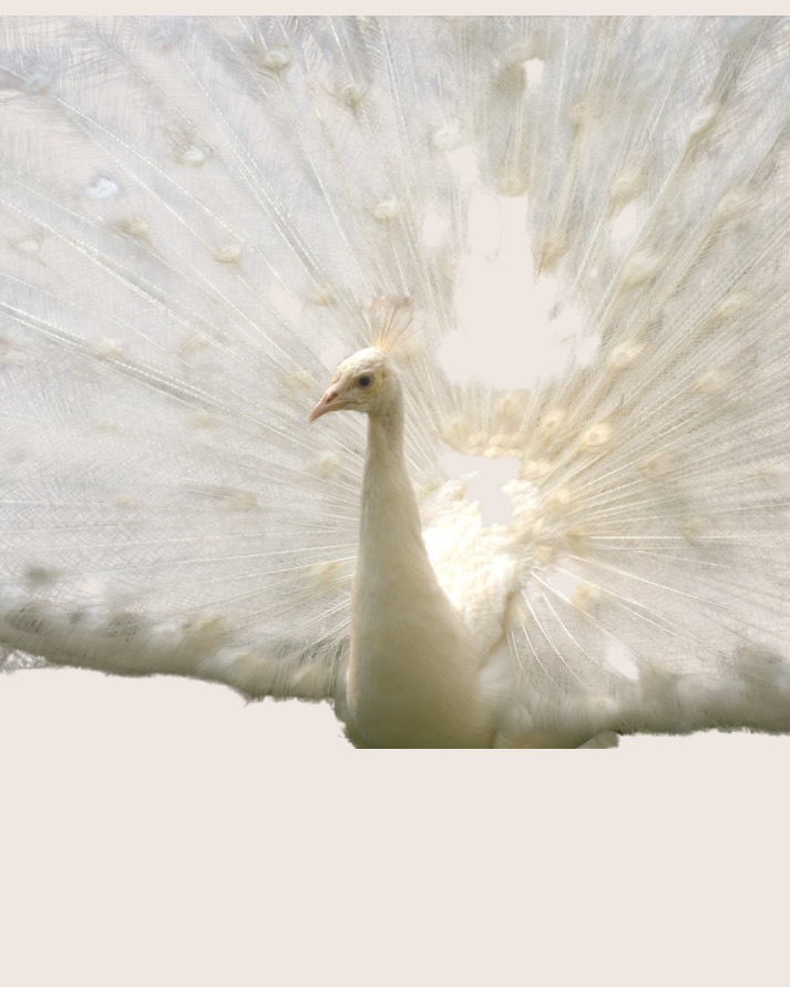 תרפיית מימדים-לבעיות פיזיות ונפשיות