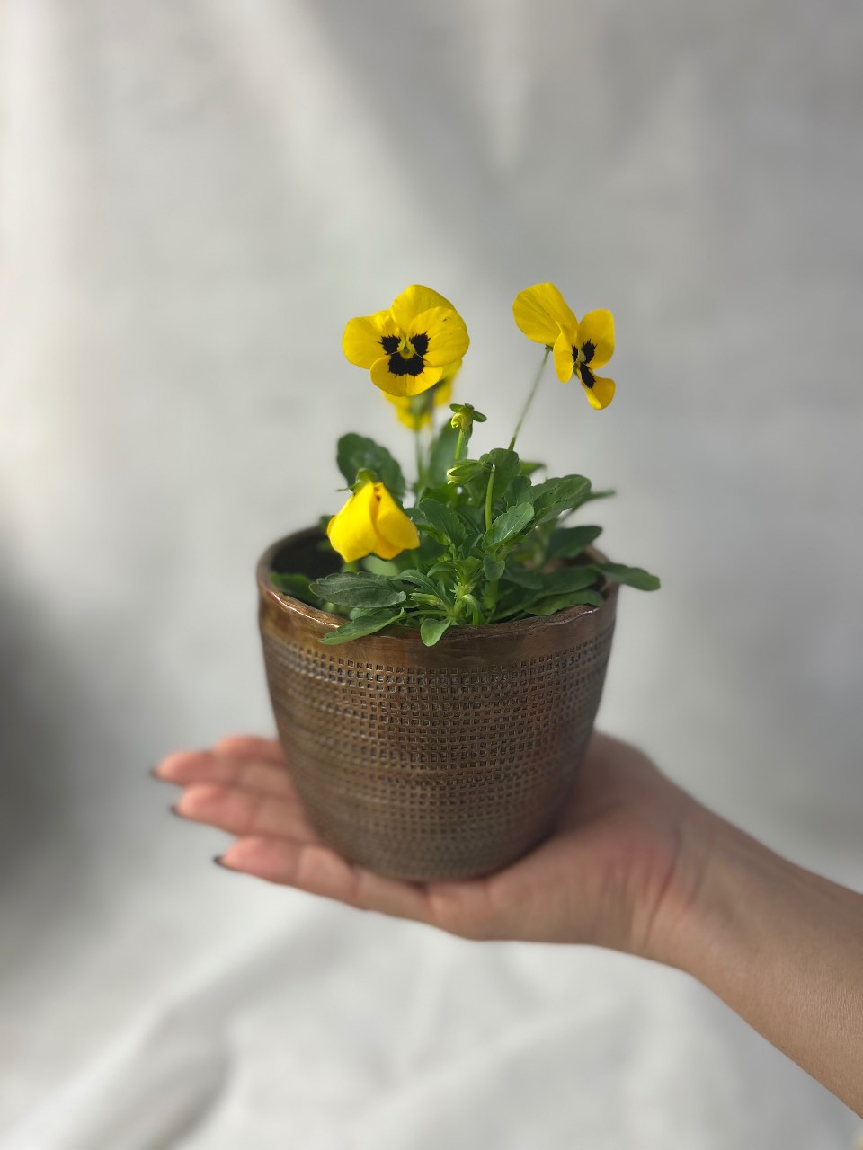 עציץ בכלי מתכת פליז