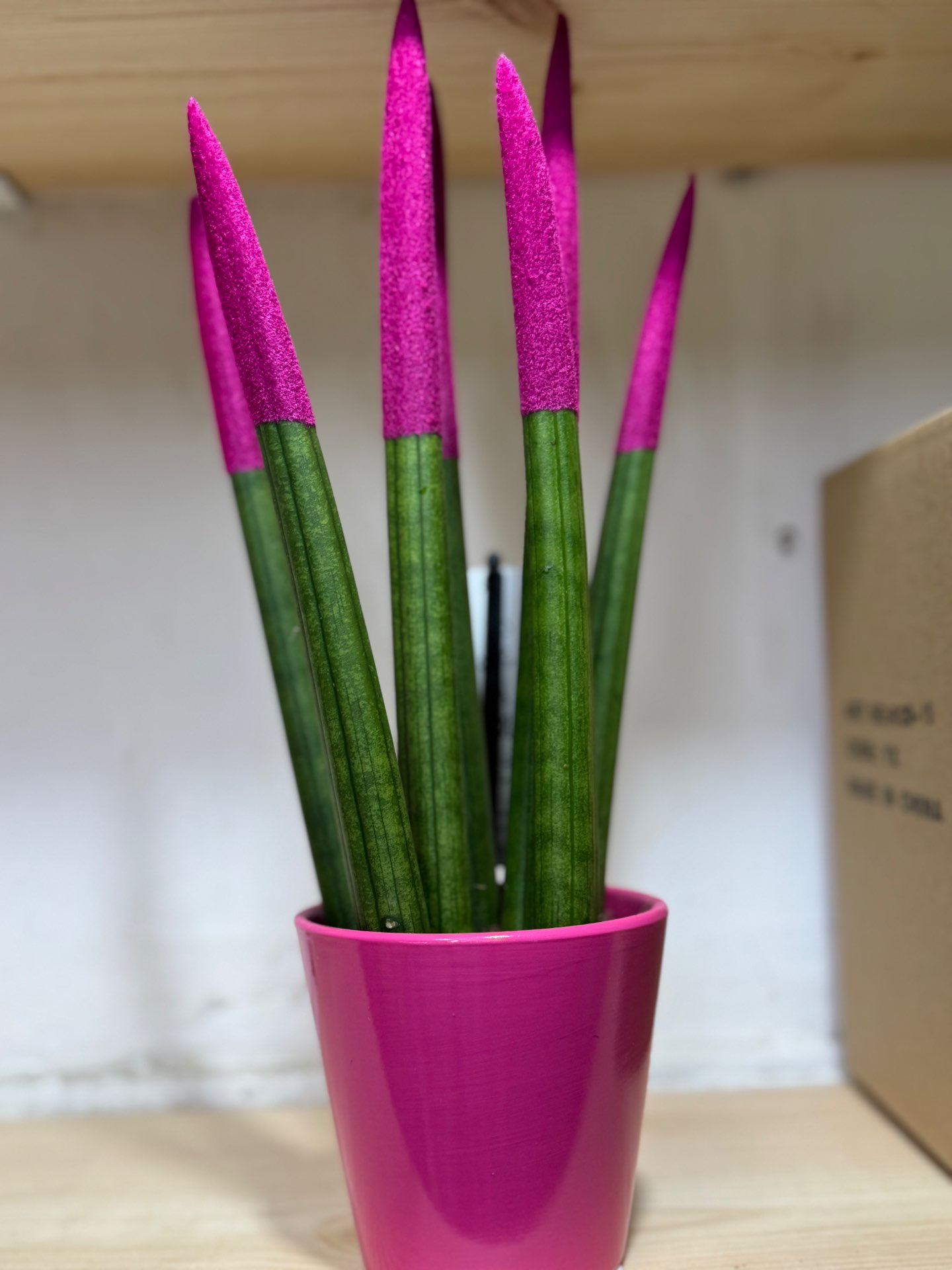 עציץ סנסיווריה צבעונית