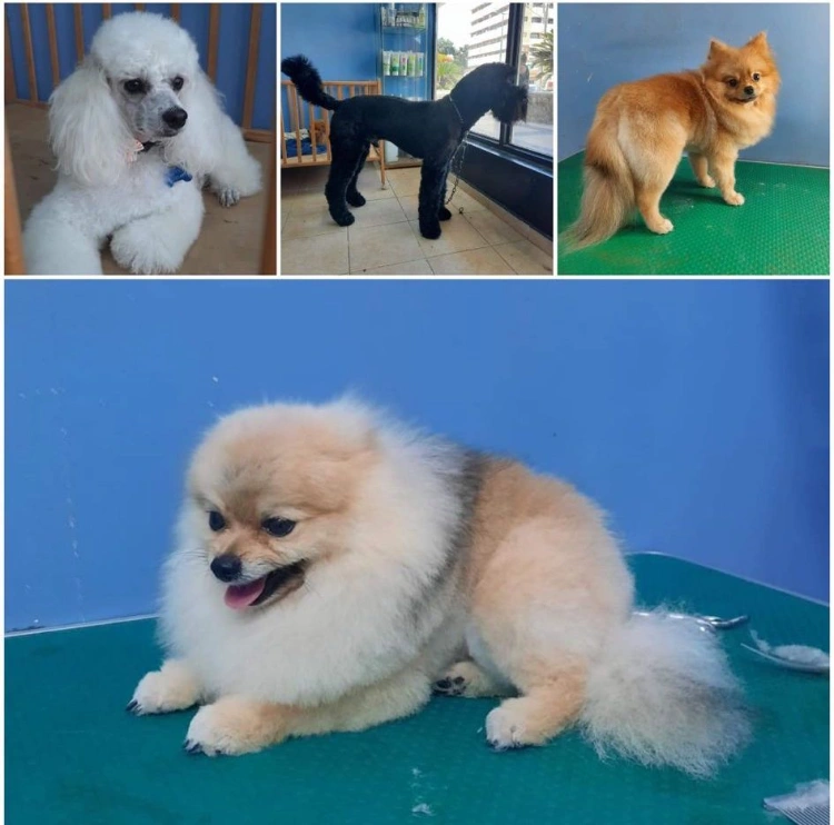 פתיחת קשרים, טיפוח ודילול פרווה