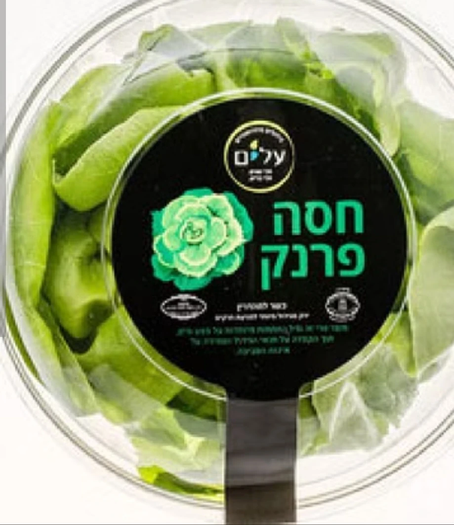 חסה פרנק