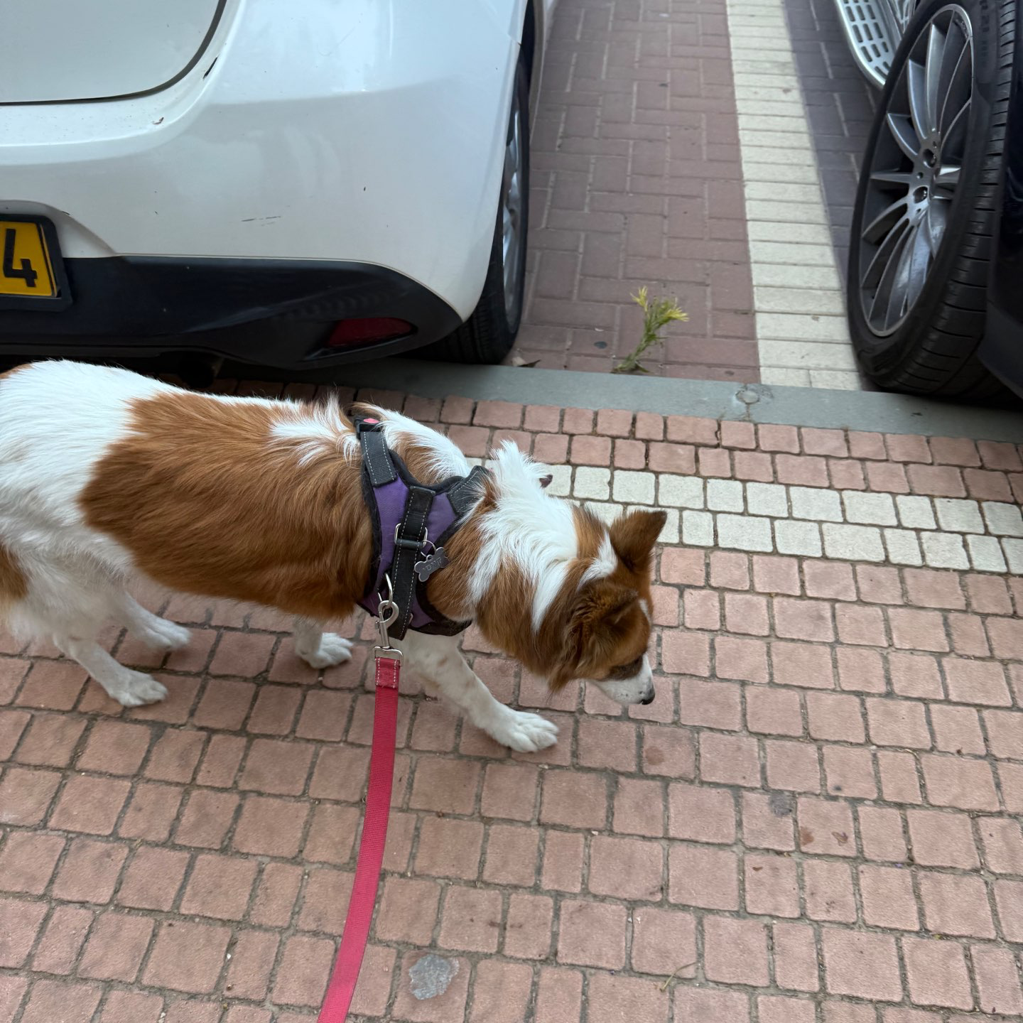 דוגווקינג - כרטיסיות