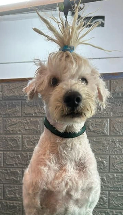 פתיחת קשרים, טיפוח ודילול פרווה