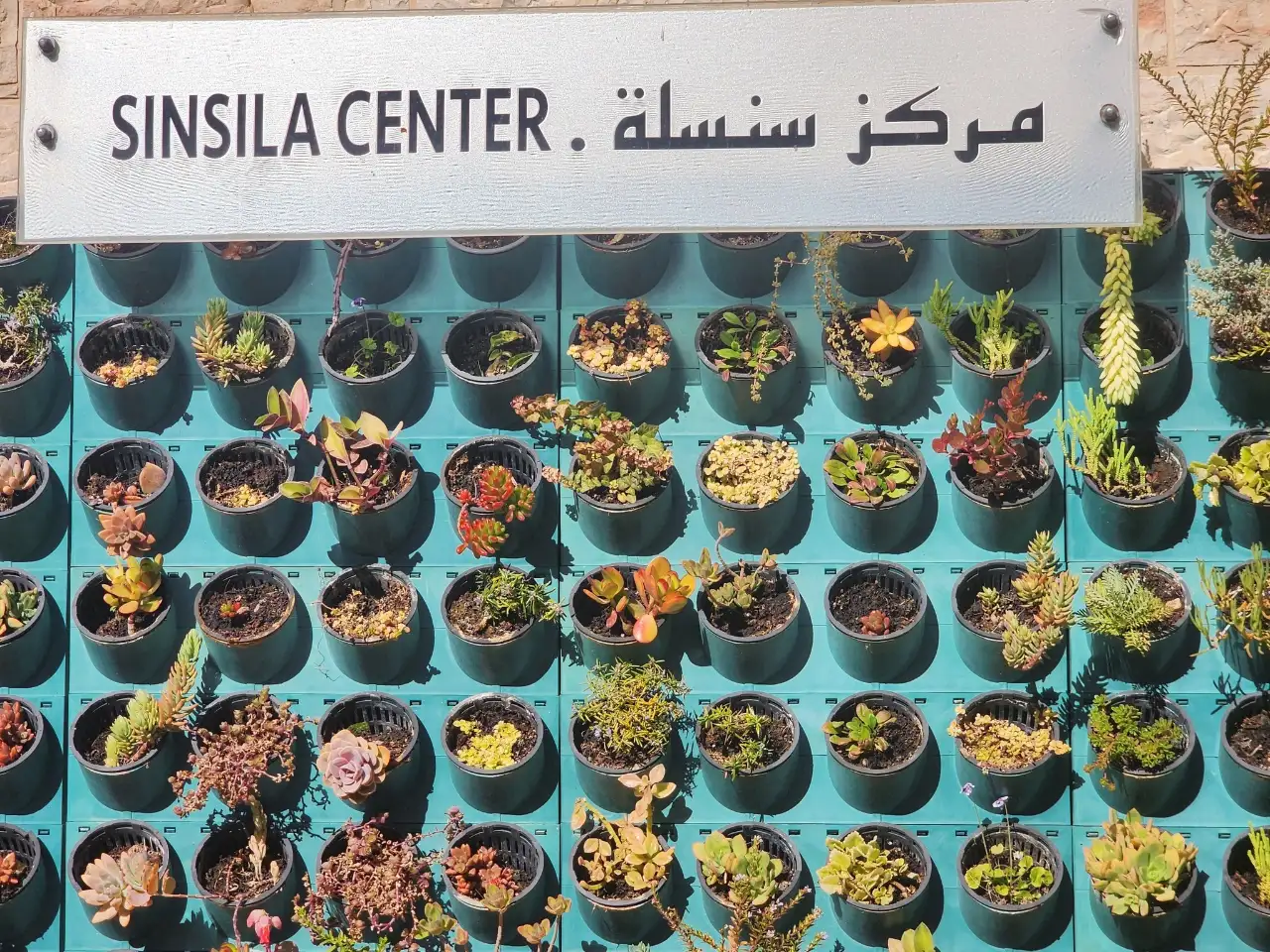 כוח השינוי של הנשים לטובת כדור הארץ