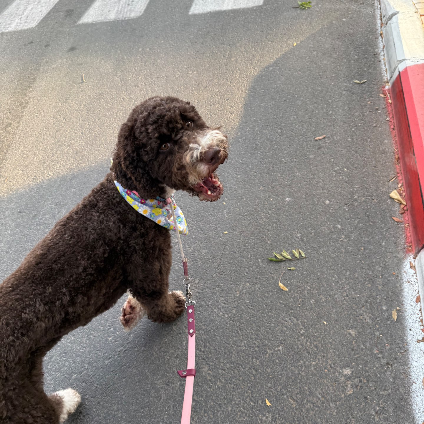 דוגווקינג - כרטיסיות