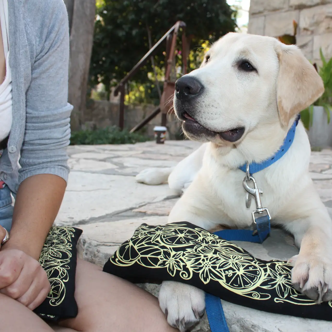 🐾 Why Pets Are Obsessed with Your Pinukit Pillow
