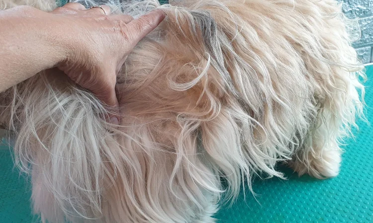 פתיחת קשרים, טיפוח ודילול פרווה