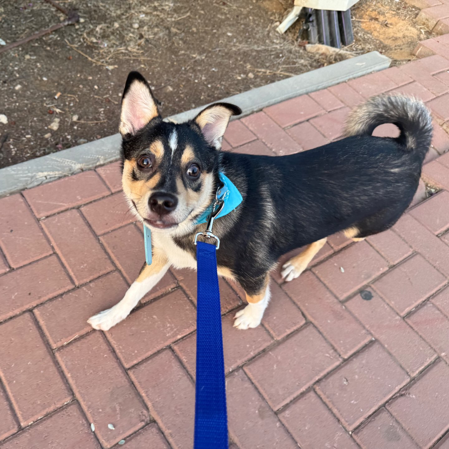 דוגווקינג - כרטיסיות