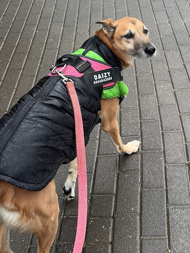 דוגווקינג – טיולי כלבים בהתאמה אישית