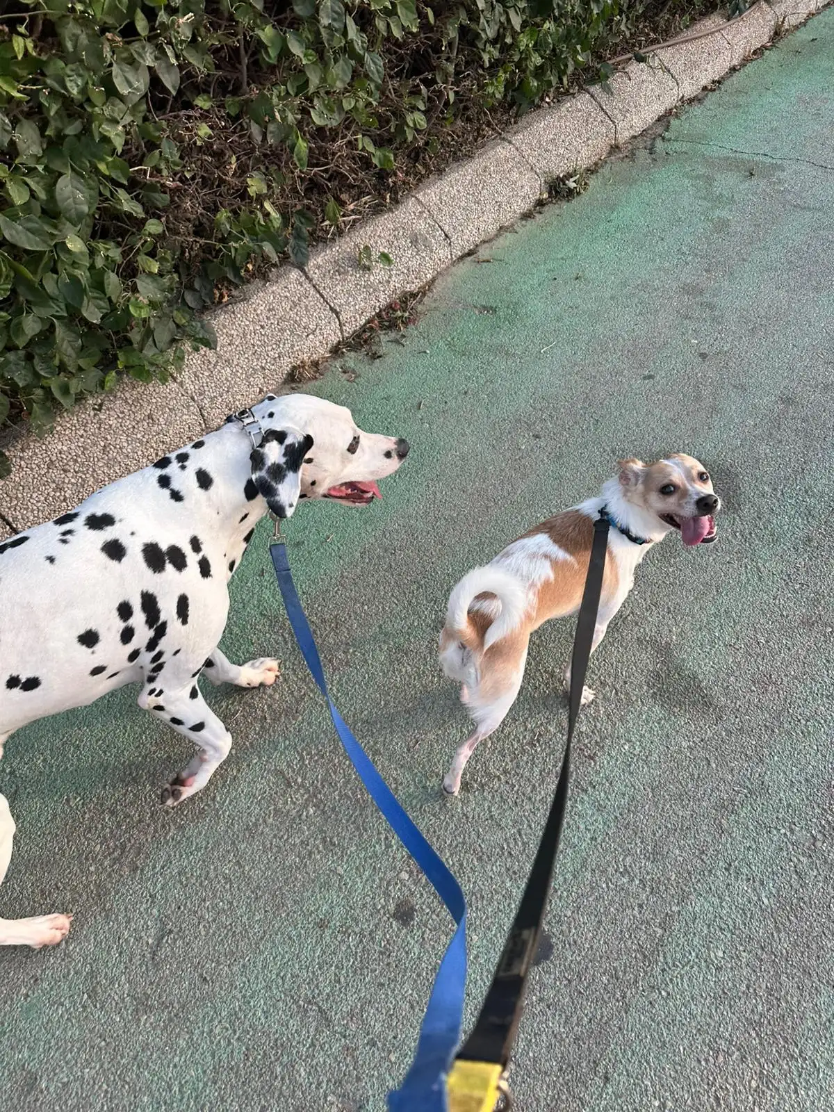 דוגווקינג – טיולי כלבים בהתאמה אישית