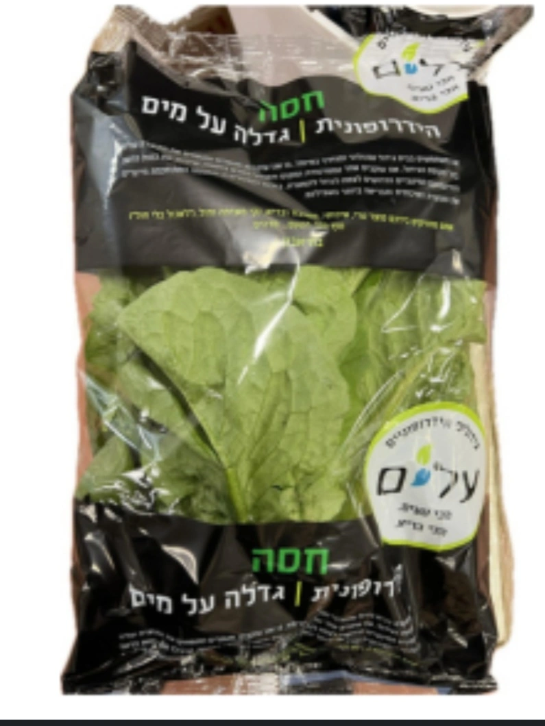 חסה רומית