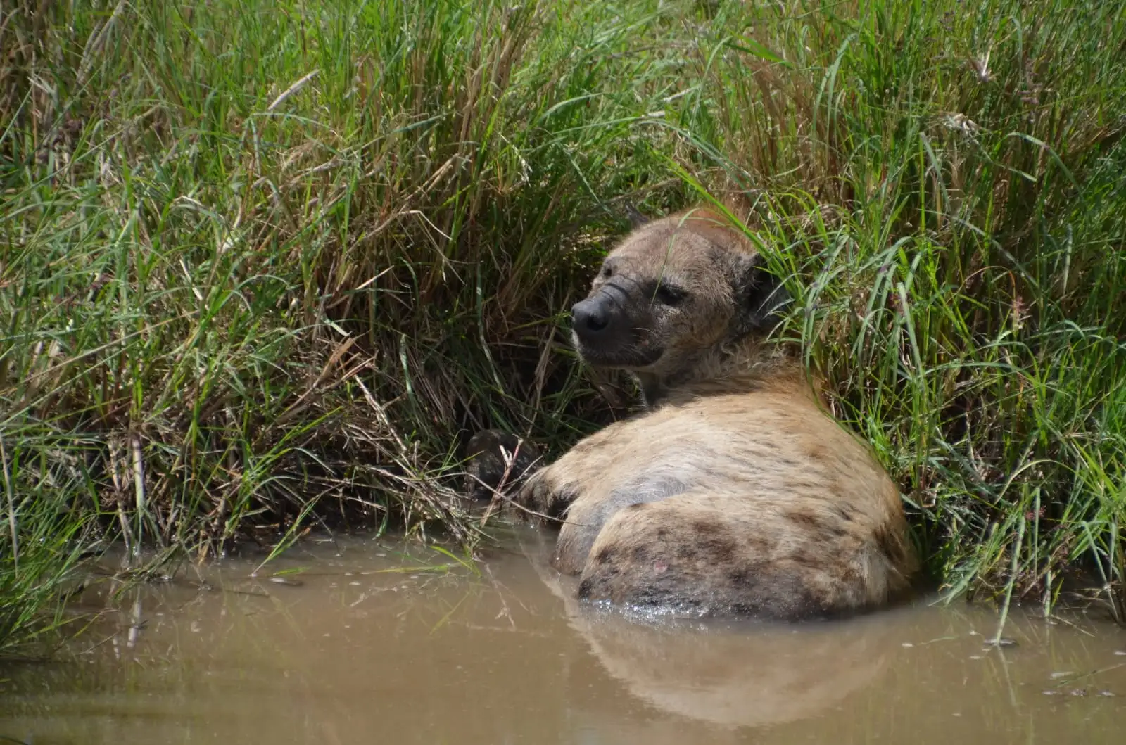 ספארי עומק בטנזניה