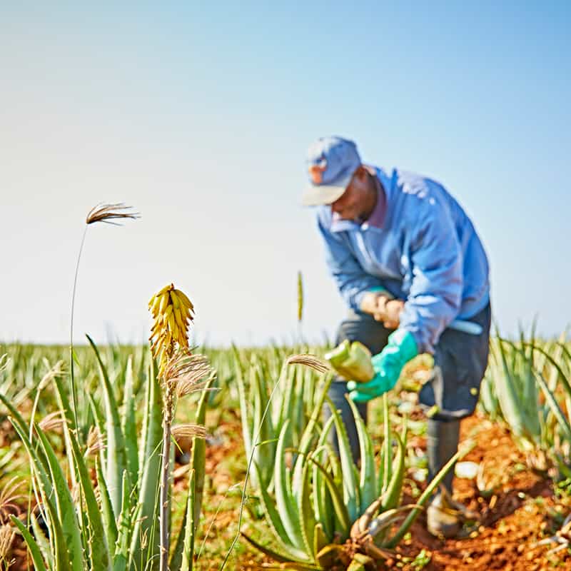 אנחנו מכירים את האלוורה שלנו הכי טוב