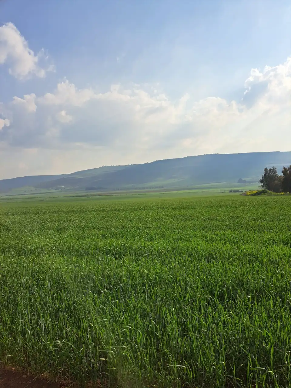 שלוות הגליל מחכה לכם: צימר בשדות – חוויה של נוף, חוויה ושלווה
