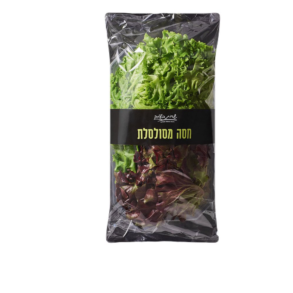 חסה מסולסלת  - שדות בעמק