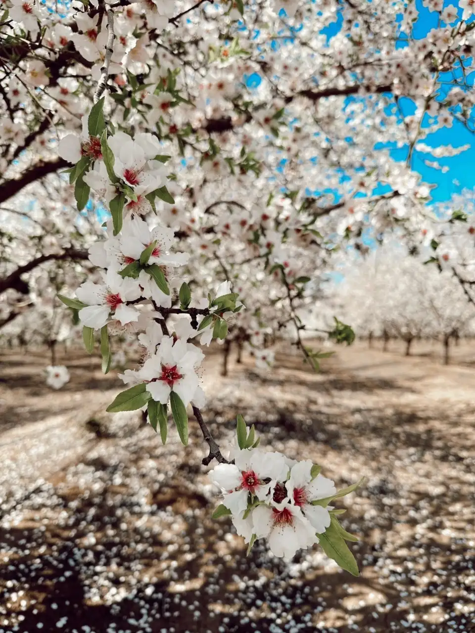 הנוף באיזור