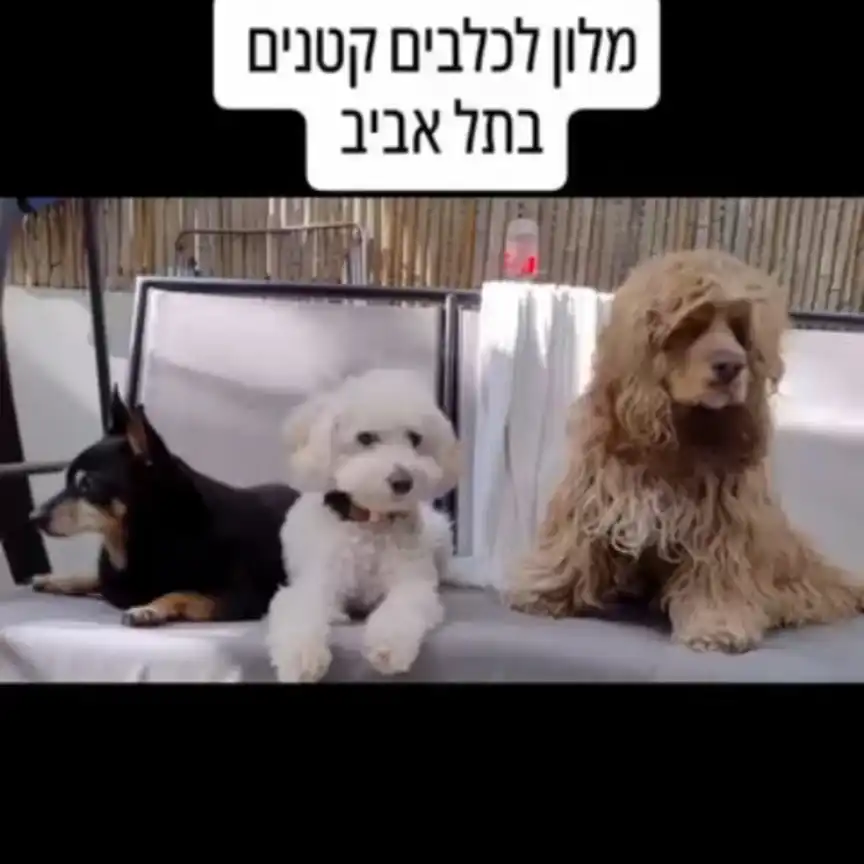 פנסיון ביתי