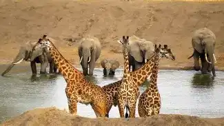 חופשה בזנזיבר + חוויה מטורפת בספארי