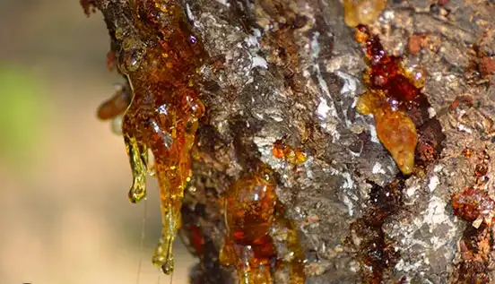 תופעת שרף בעץ- גם לאחר רכישת המוצר