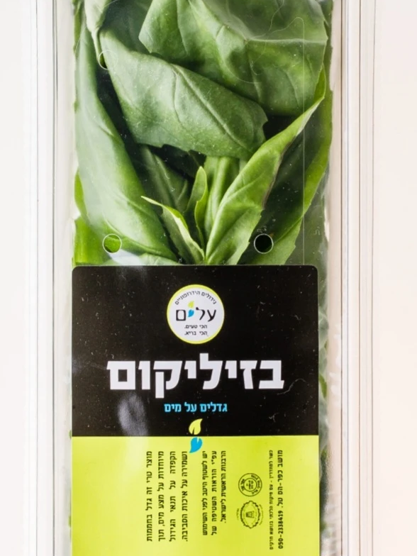 בזיל ירוק