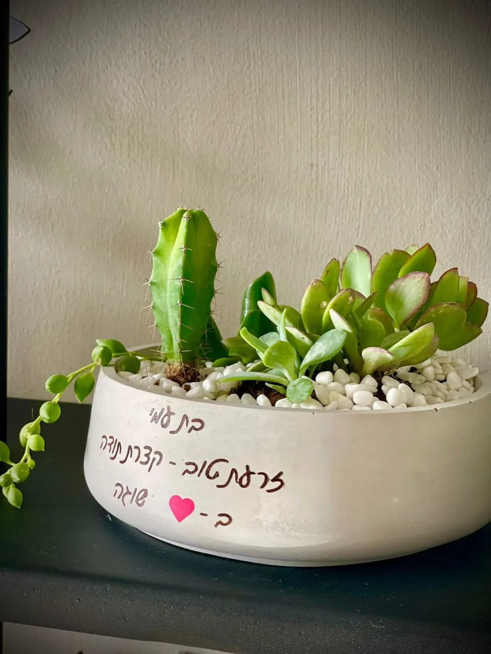 קערת סוקולנטים